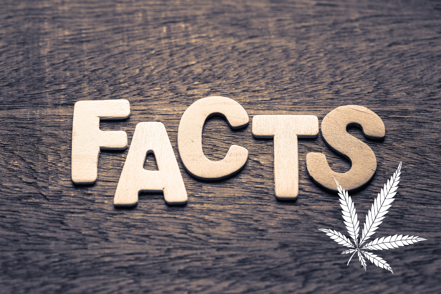 fakty o medycznej marihuanie